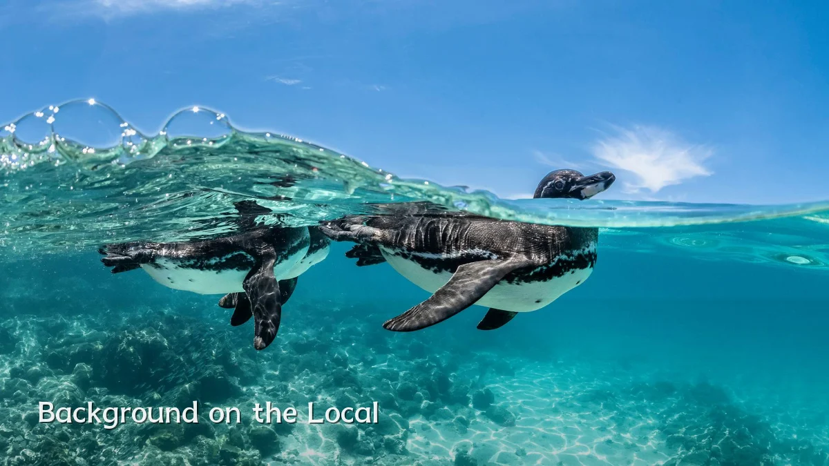 Background on the Local