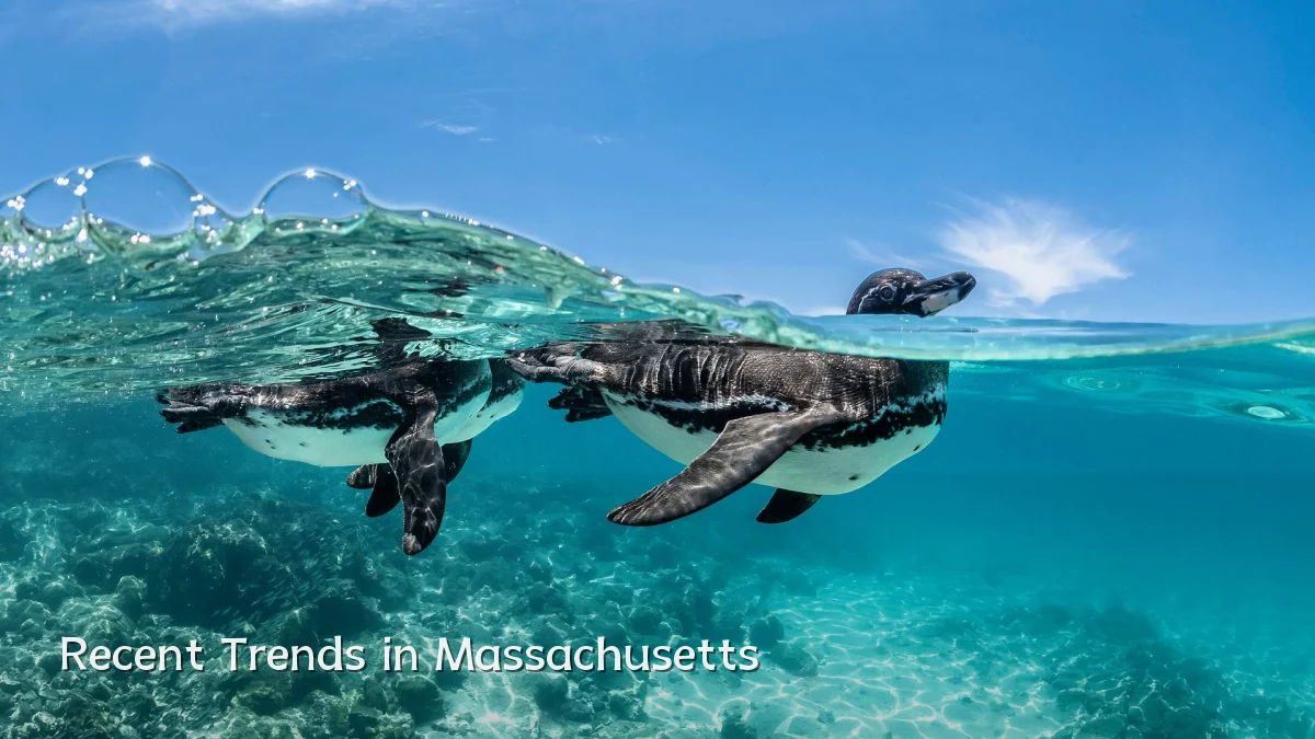 Recent Trends in Massachusetts