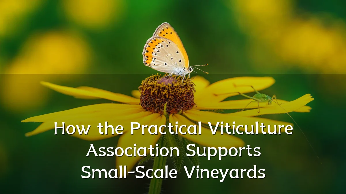 How the Practical Viticulture Association Supports Small-Scale Vineyards