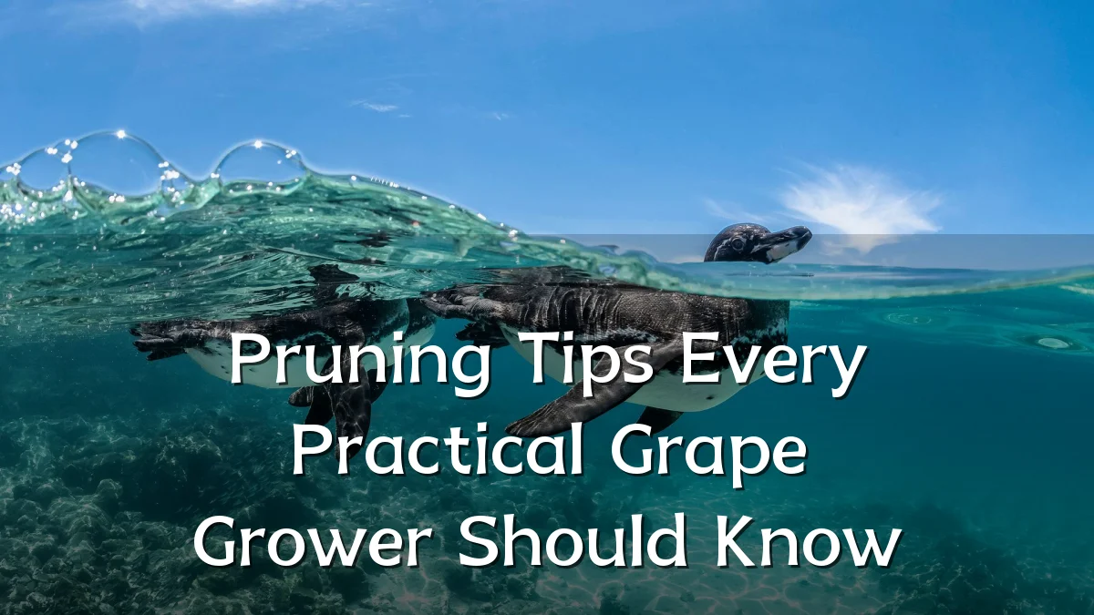 Pruning Tips Every Practical Grape Grower Should Know